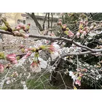 あおい