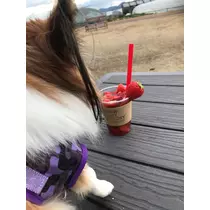あいら