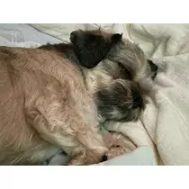 水城 百合