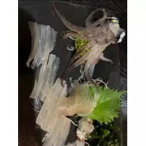 空条 しいな