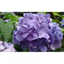 かおり