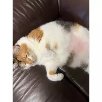 メイ