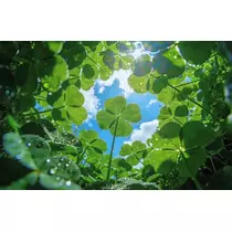 緑 四葉