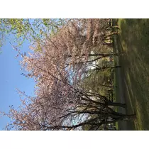 宝條 夏恋