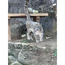 らむ