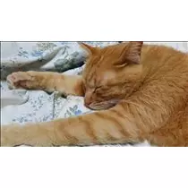 なつき