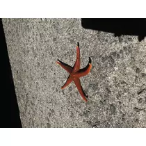 翠