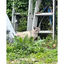 ねね