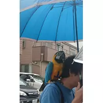ちよママ