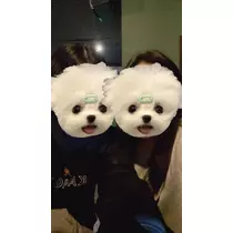 かえで