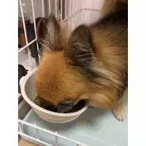 めい