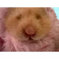姫乃 みゆな
