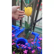 千兎 ちひろ