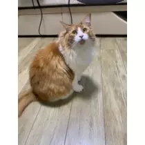 春風 ゆずな