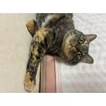 あや