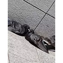 えみ