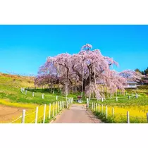 花美人スタッフ