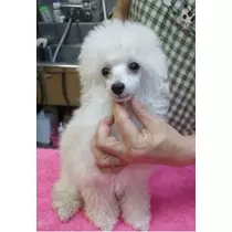 立華 碧