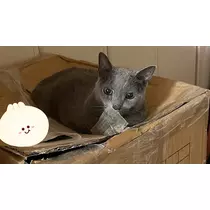 愛羽 仁美