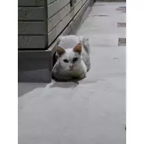 エミ (スタッフ)