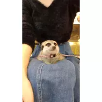 りか