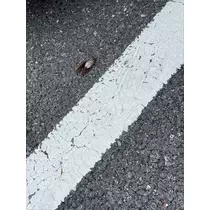 愛羽 仁美