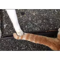 ひな