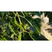 白石 愛莉