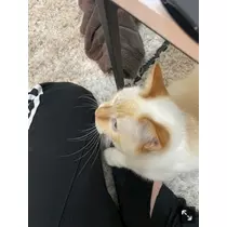 足立 はな