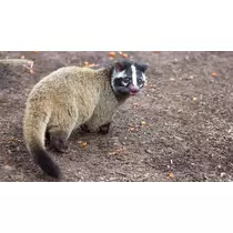ひな