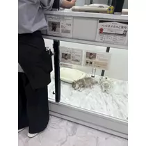あいる
