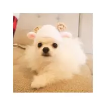 蓮見 リア