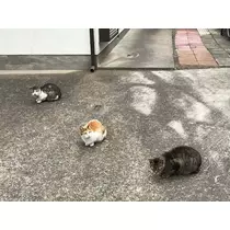 美咲