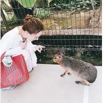 さくら
