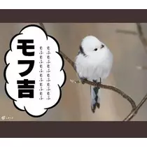 ひな