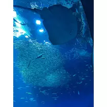 あや