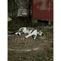 せれな