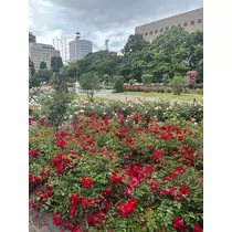 月城 ルル