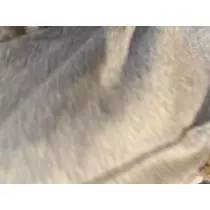 せいか