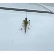 立華 碧