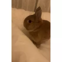 セナ