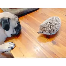 さくら