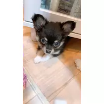 ヤシの木 ここな