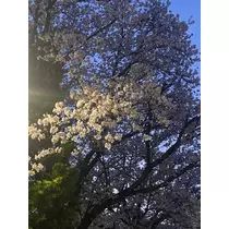 あすな