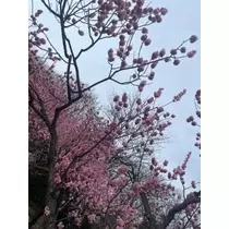 成海 まお