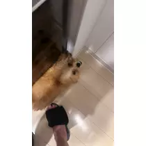 神楽 ゆあ