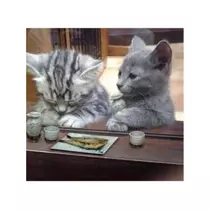 蓮見 リア