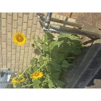 ミサキ