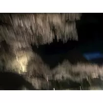 みやび