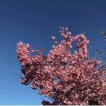 凜